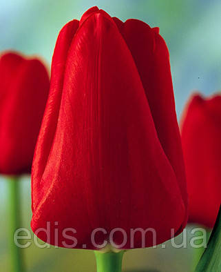 Тюльпан Тріумф Ile de France (Іль де Франс) 3 цибулинки, фото 1