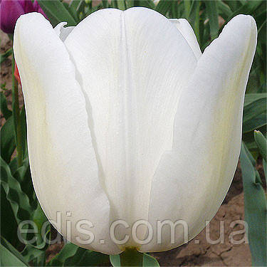 Тюльпан Тріумф Silver Dollar 3 цибулинки, фото 1