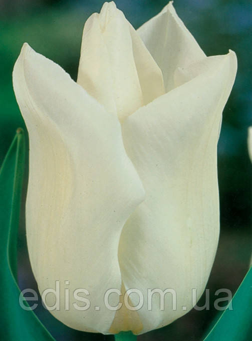Тюльпан Тріумф White Dream 3 цибулинки