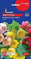 Абутілон Кімнатний Клен суміш ефектний компактний невибагливий чагарник Abutilon, упаковка 0,1 г