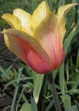 Тюльпан гігантський Blushing Beauty (Блашин Б'юті) 3 цибулинки