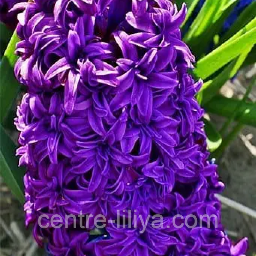Гіацинт махровий Purple 14/15 (фіолетовий)