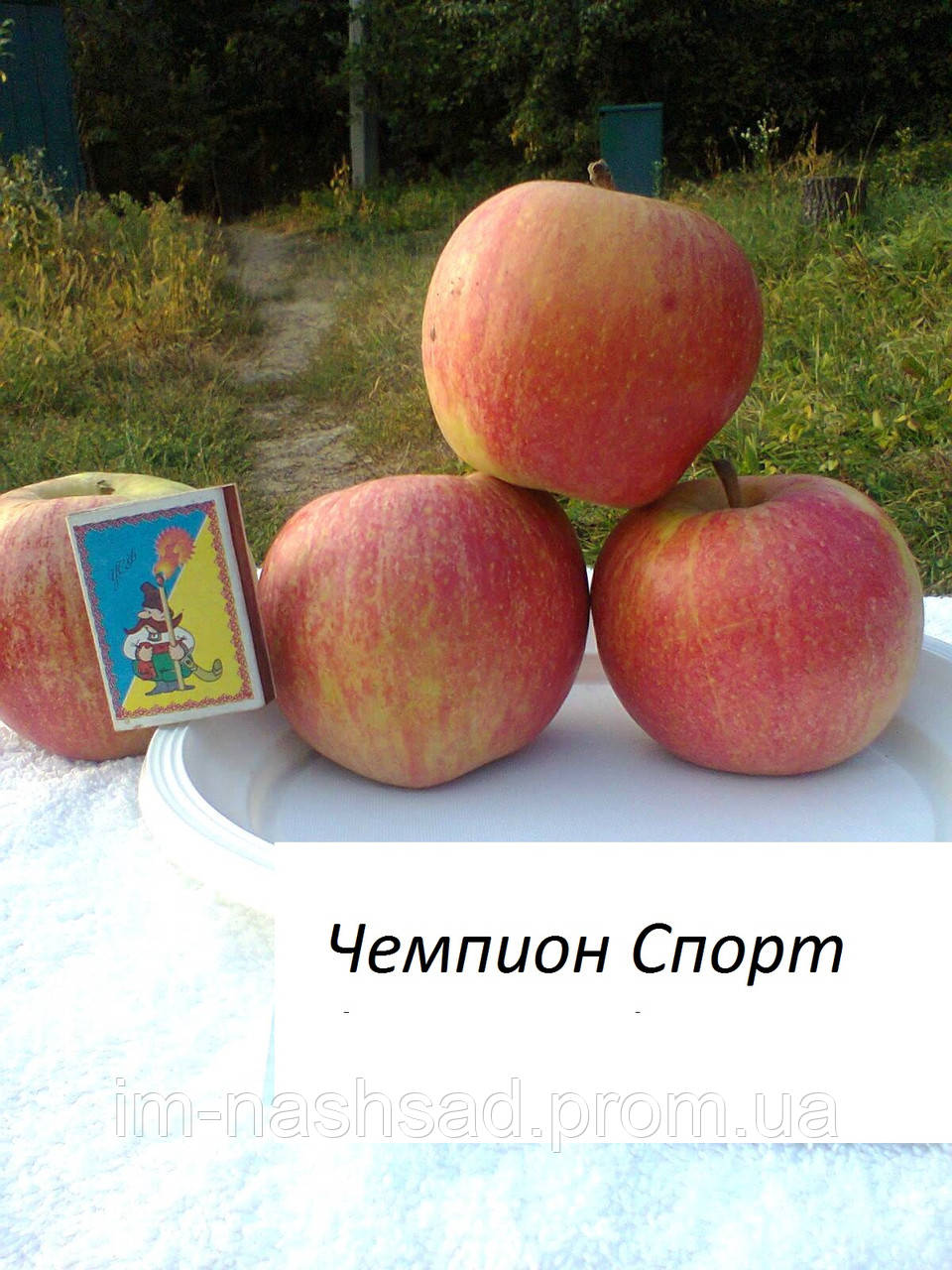 Саджанці яблуні Чемпіон Спорт (Польща)