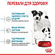 Сухий корм Royal Canin Mini Starter (Роял Канін Міні Стартер) для цуценят, вагітні та годуючі суки, 1КГ, фото 5