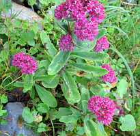 Очиток седум Карпатікум в горщику Sedum