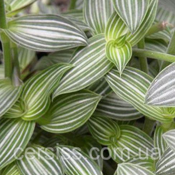 Традесканція Елеганс (вкорінений живець в горщику), Tradescantia Elegans