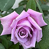 Роза Чайно-гібридна Блю Парфюм, Rosa Blue Parfum, фото 2