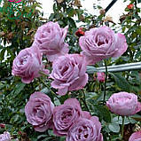 Роза Чайно-гібридна Блю Парфюм, Rosa Blue Parfum, фото 3