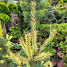 Сосна звичайна Білогон / C5 / h 80-100 / Pinus Bialogon, фото 3