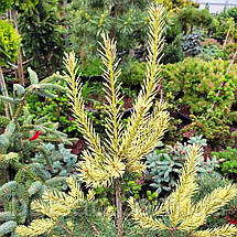 Сосна Брентмор Блонд / С5 / h 80-100 / Pinus Brentmoor Blonde, фото 3