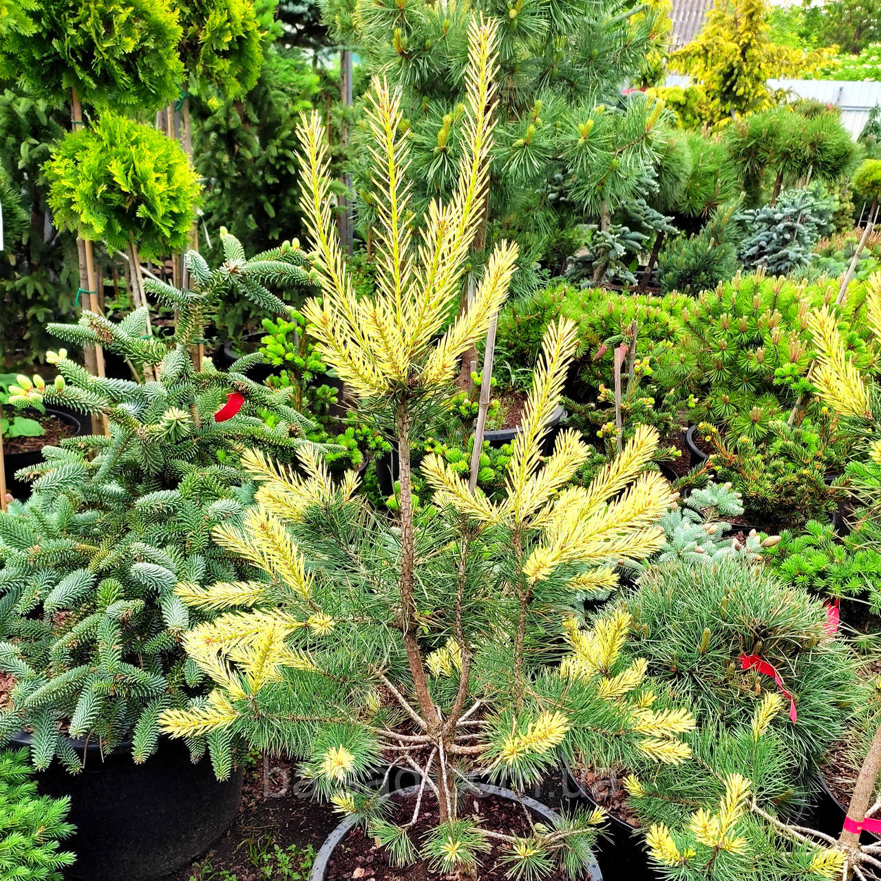 Сосна звичайна Білогон / C5 / h 80-100 / Pinus Bialogon