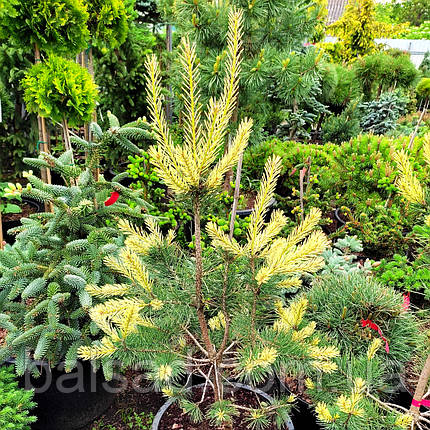 Сосна звичайна Білогон / C5 / h 80-100 / Pinus Bialogon, фото 1