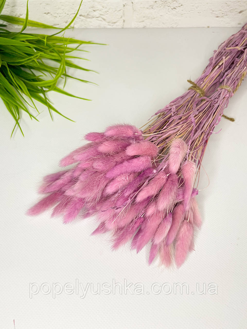 Лагурус натуральний піоновий, фото 1