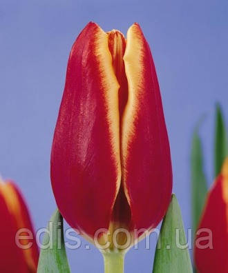 Тюльпан Тріумф Nashville (Нешвілл) 12/+ 3 цибулини