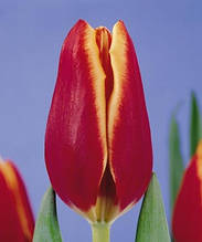 Тюльпан Тріумф Nashville (Нешвілл) 12/+ 3 цибулини