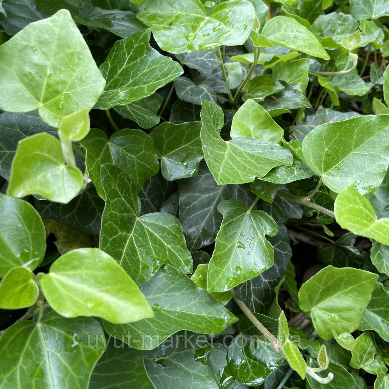 Плющ вечнозеленый садовый вьющийся живая изгородь, саженцы - фото 4 - id-p1850201865