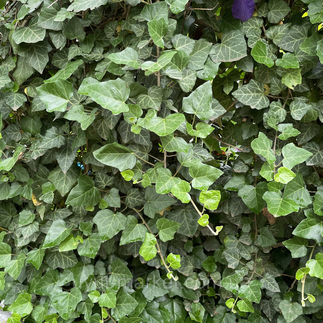 Плющ вечнозеленый садовый вьющийся живая изгородь, саженцы - фото 8 - id-p1850201865