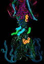 Монстр Хай Посі Ріф Лялька Monster High Posea Reef Great Scarrier Reef DHB48, фото 3