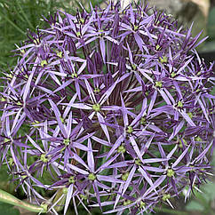 Цибуля декоративна Алліум Христофора Allium Christophii (цибулини)