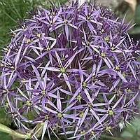 Лук декоративный Аллиум Христофора Allium Christophii (луковицы)