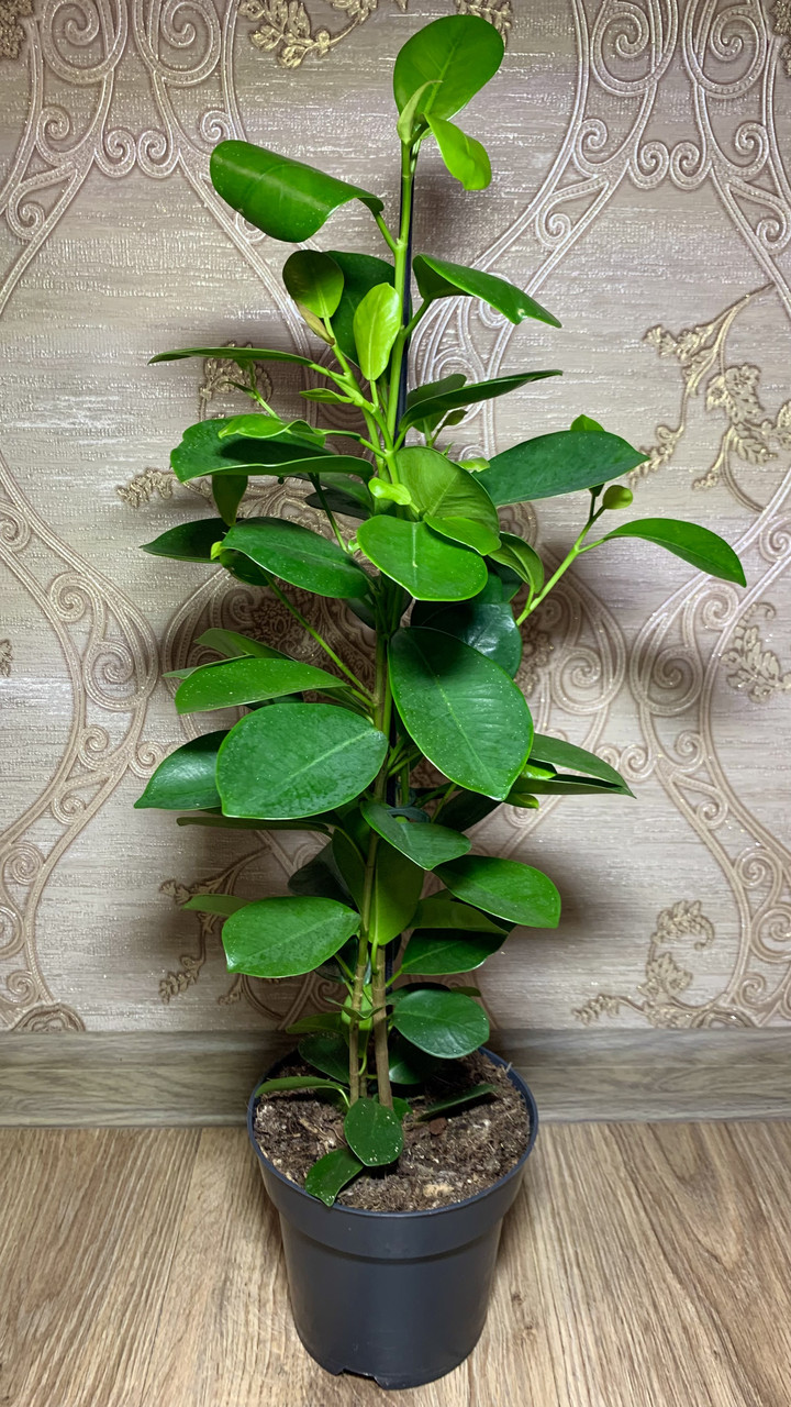 Фікус Мокламе (Moclame) 60см (ID#1858482598), цена: 533 ₴, купить на ...