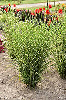 Strictus Miscanthus sinensis