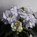 Фіалка НК-Небеса квітуча 220 листок 40 дітка 80, фото 4