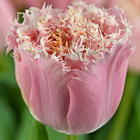 Тюльпан махровий оторочений Pink Magic 12+