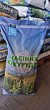 Кукурудза Яровець 243МВ ФАО 240 Sunseeds , насіння кукурудзи доходять для силосу і на зерно, фото 2