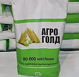 Кукурудза ДН Аквазор ФАО 320 насіння кукурудзи, фото 2