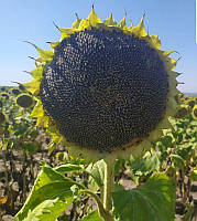 Насіння соняшника Ново-Альє екстра під євро-лайтинг