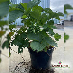 Розсада полуниці "Румба", конт. 2 л