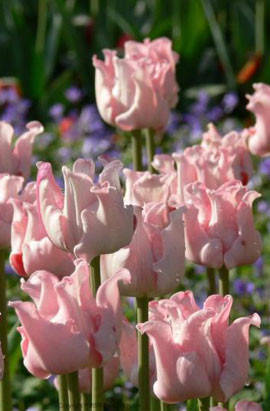 Тюльпан хвилястий Witty Picture (Уітті Пікче) 3 цибулинки, фото 2