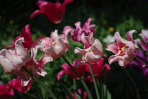 Тюльпан хвилястий Witty Picture (Уітті Пікче) 3 цибулинки, фото 4