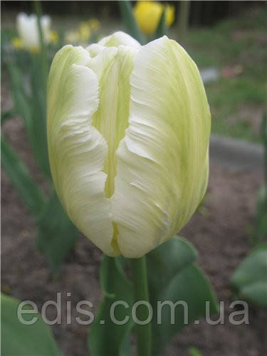 Тюльпан папуговий White Parrot 3 цибулинки