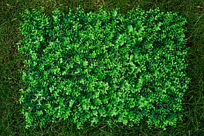Зелений паркан із фітомодулів 60x40см