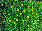 Фітомодуль "Евкаліпт з квітками" 60x40см, висота 6см, фото 3