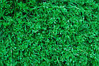 Озеленення садової ділянки фітомодулі  60x40см, фото 4