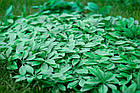 Декоративне зелене огородження фітомодулі 60x40см, фото 6