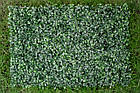 Озеленення інтер'єру фітомодулі "Хедж-трава" 60x40см, фото 5