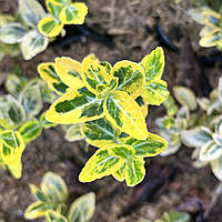 Бересклет Форчуна Емеральд голд рослини в горщиках декоративні вічнозелені кущі Euonymus fortunei Emerald Gold