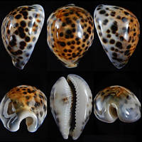 Морские раковины ципрея тигрис CYPRAEA TIGRIS большая. Размер: длина 7-8см за 1шт.
