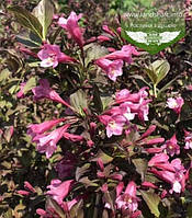 Weigela florida 'Alexandra', Вейгела квітуча 'Александра',C2 - горщик 2л