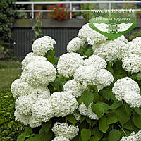 Hydrangea arborescens 'Hills of Snow', Гортензія деревовидна 'Хілс оф Сноу',C2 - горщик 2л