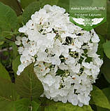 Hydrangea arborescens 'Hills of Snow', Гортензія деревовидна 'Хілс оф Сноу',C2 - горщик 2л, фото 2