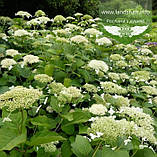 Hydrangea arborescens 'Hills of Snow', Гортензія деревовидна 'Хілс оф Сноу',C2 - горщик 2л, фото 3