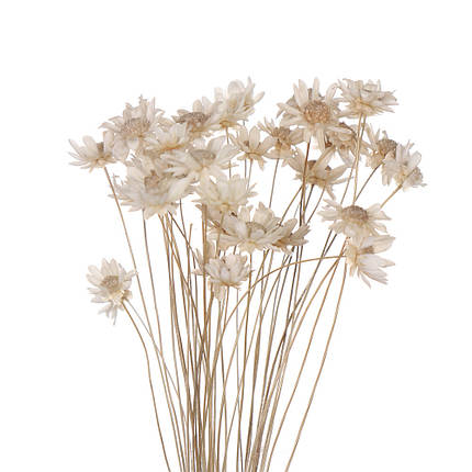 Набір сухих квітів для декору довгі білий 50см., фото 2