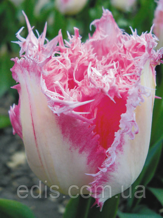 Тюльпан Huis ten Bosch (Хейс тен Бош) оторочений 3 цибулини