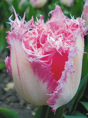 Тюльпан Huis ten Bosch (Хейс тен Бош) оторочений 3 цибулини, фото 1