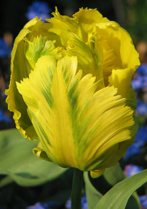 Тюльпан папуговий Texas Gold (Техас Голд), 3 цибулини 11/12, фото 1